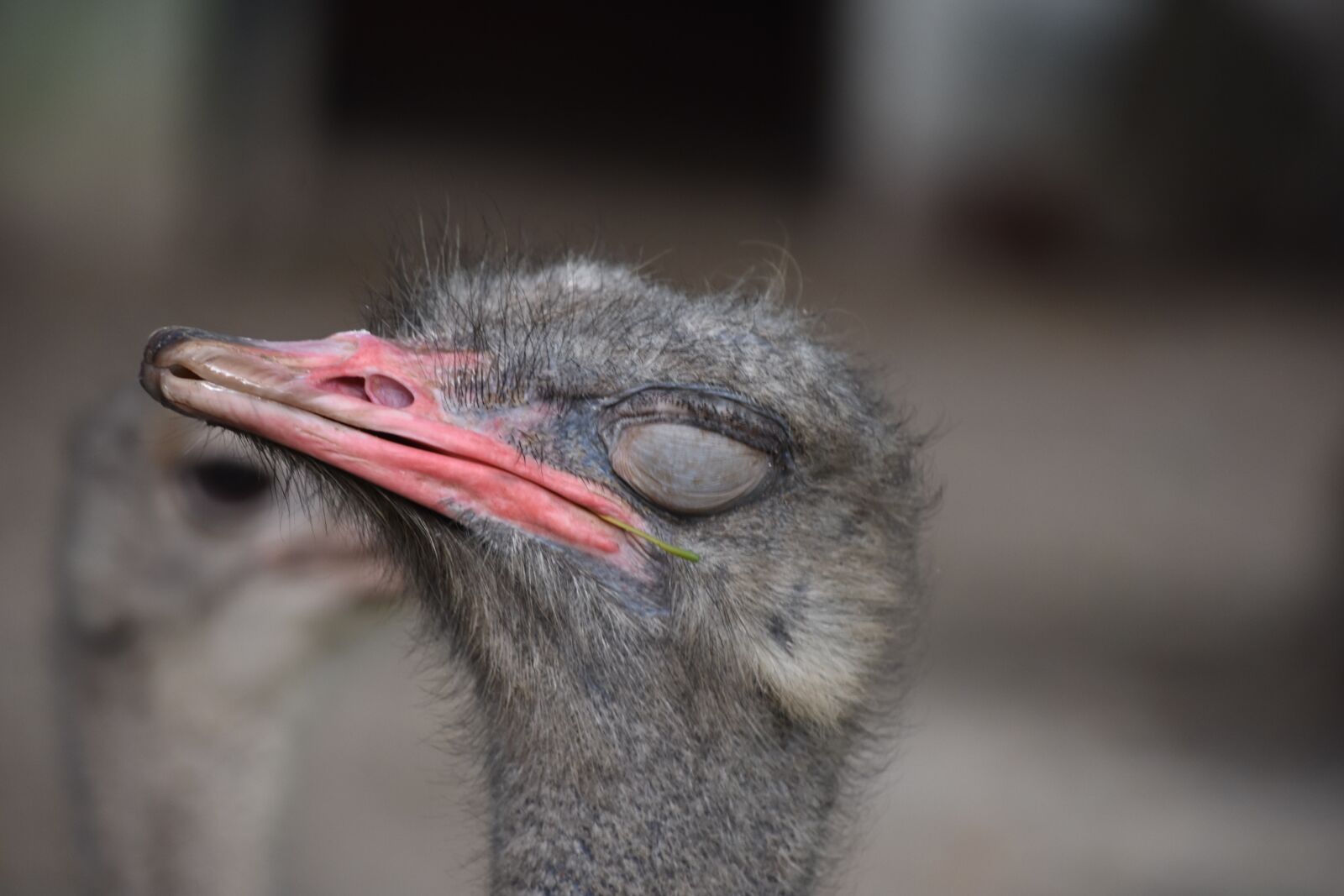 Nikon D7200 sample photo. The ostrich, llama, sleep photography