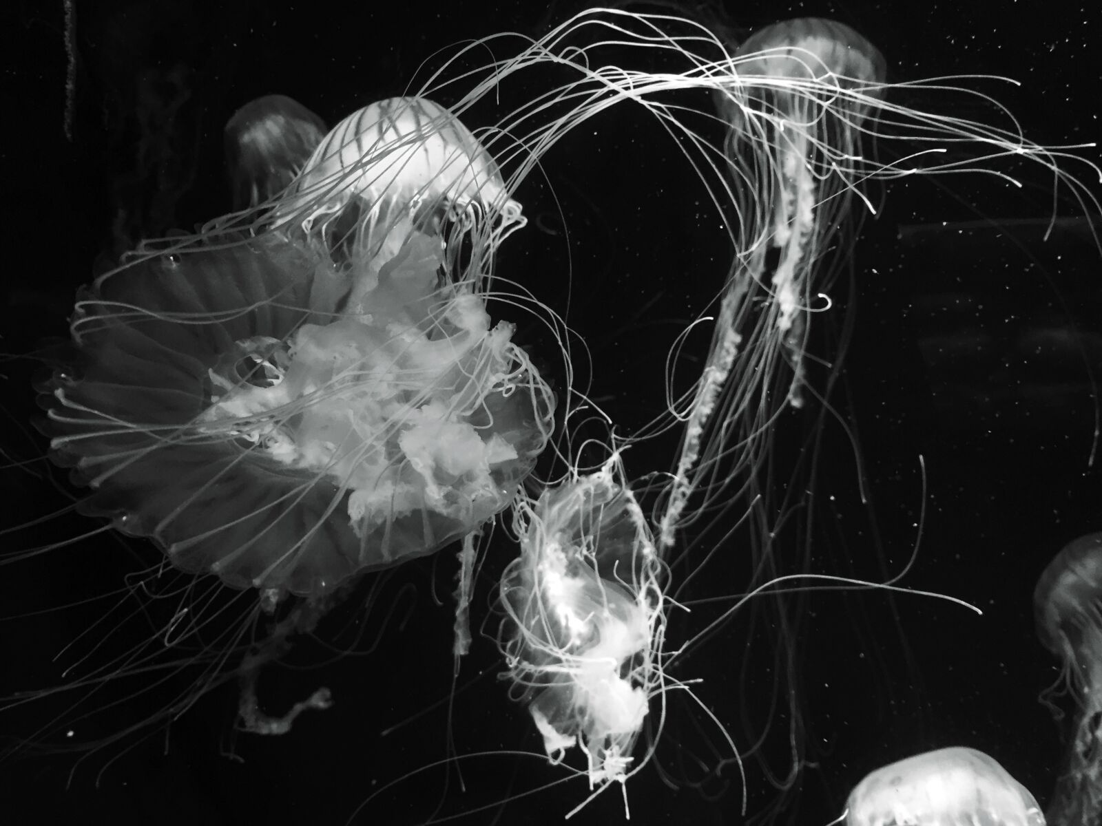 Apple iPhone 6 sample photo. Jellyfish, ocean, underwater photography