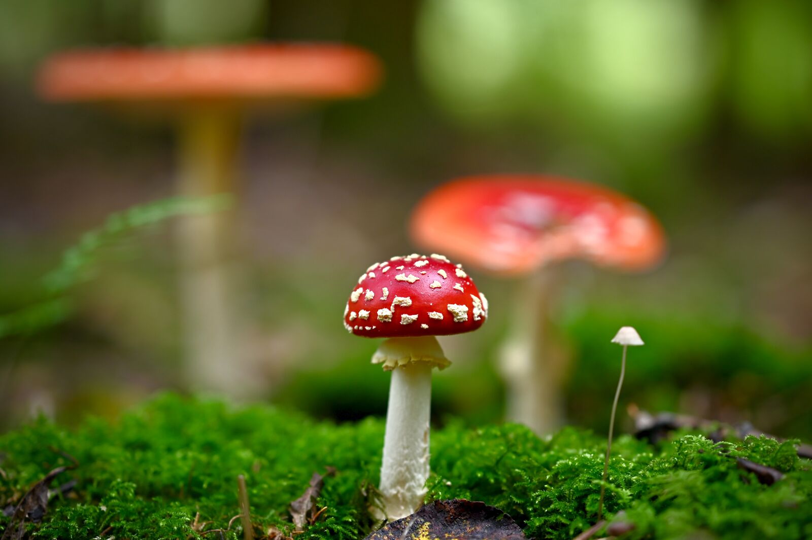 Nikon Nikkor Z 85mm F1.8 S sample photo. Mushroom, mushrooms, autumn photography