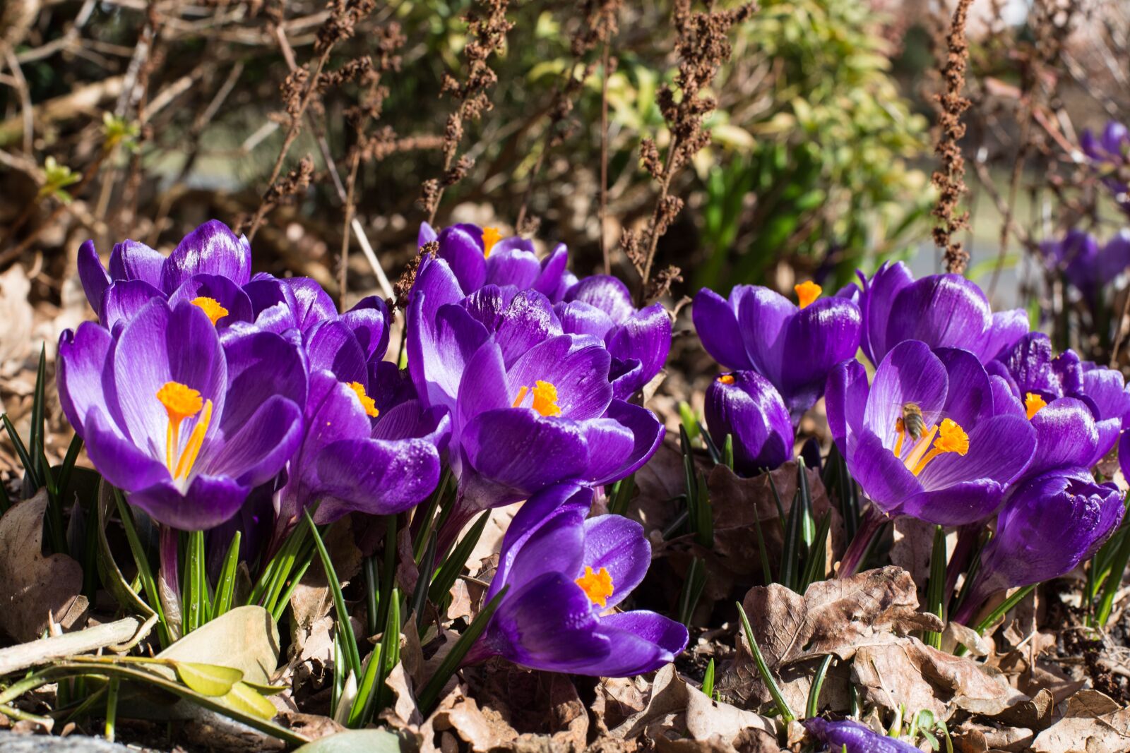 Canon EOS 6D + Canon EF 50mm F1.4 USM sample photo. Nature, flower, plant photography