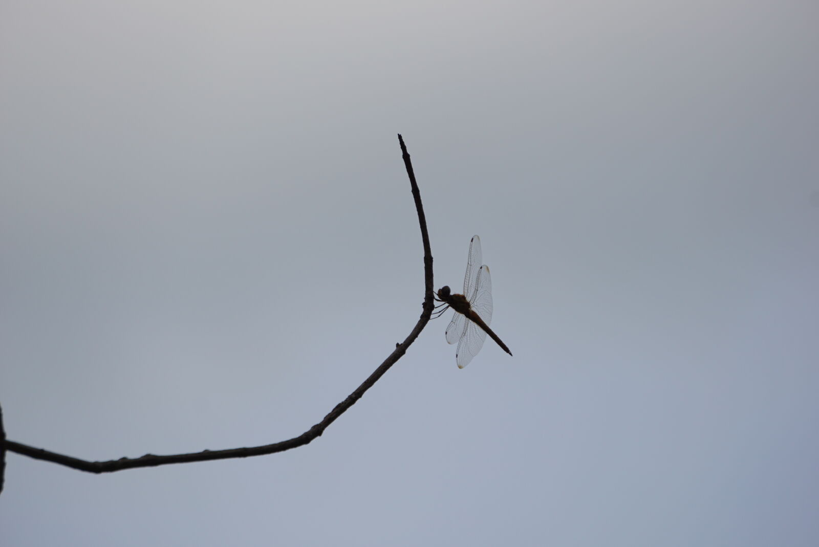 Sony a6000 sample photo