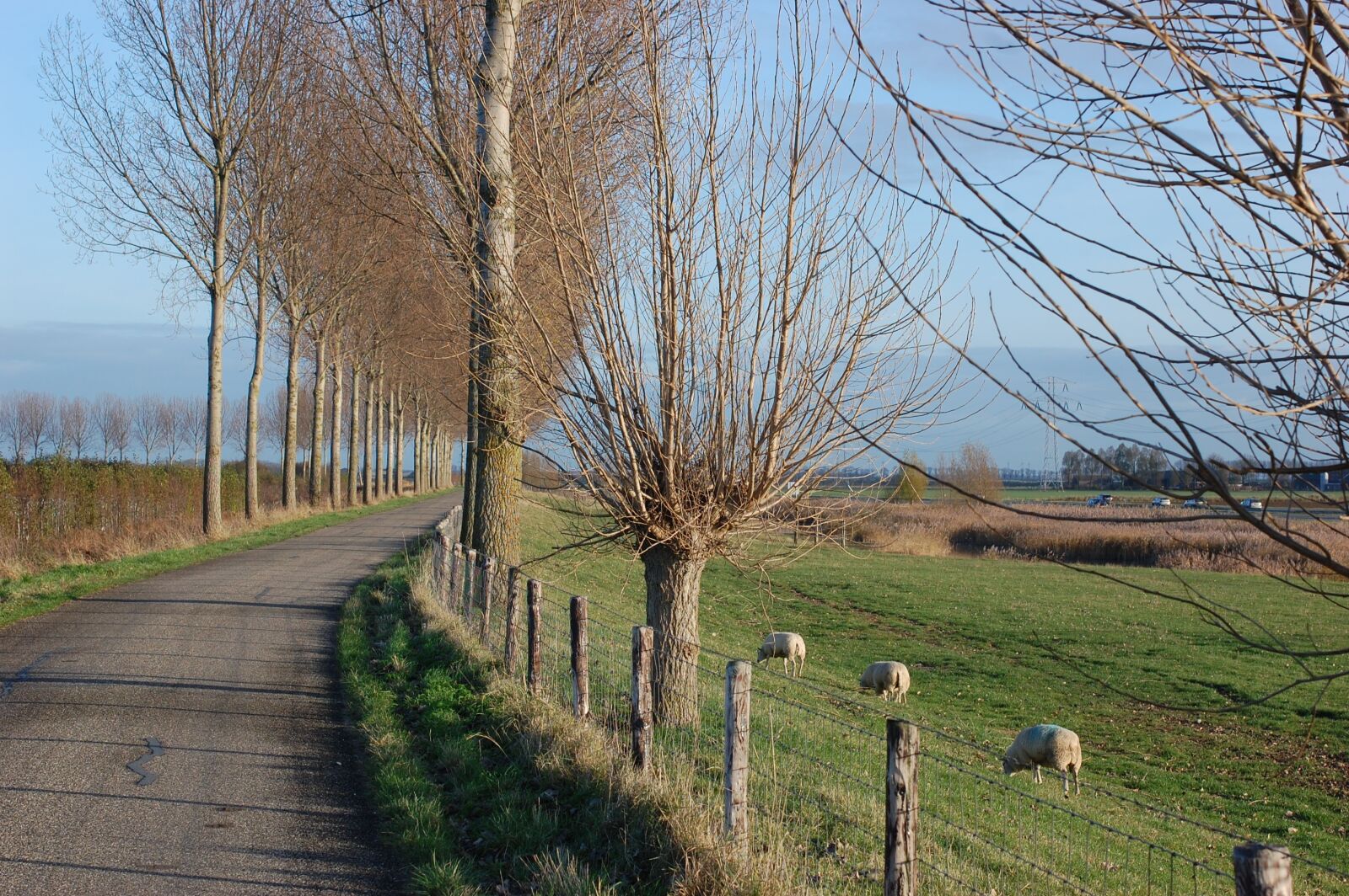 Nikon D40 sample photo. Trees, road, pasture photography