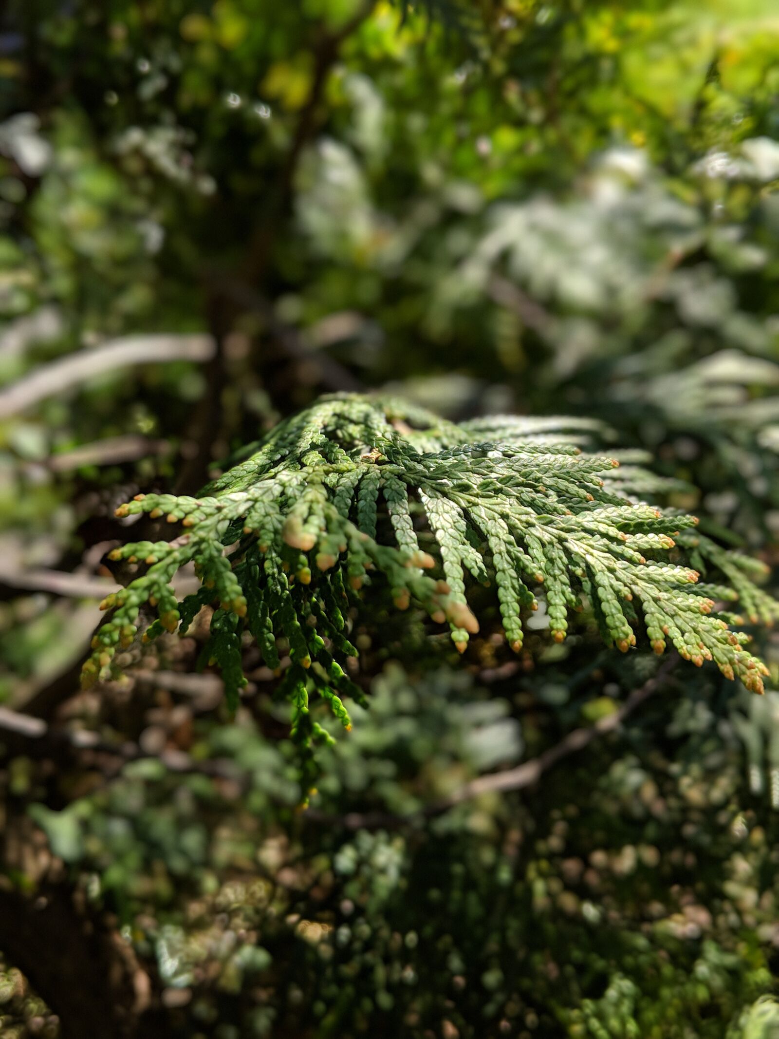 Google Pixel 3 XL sample photo. Plans, outside, nature photography