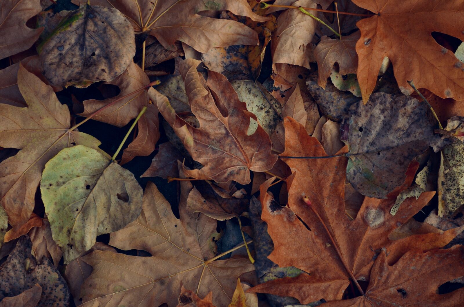 Nikon D5100 sample photo. Leaves, fall, background photography