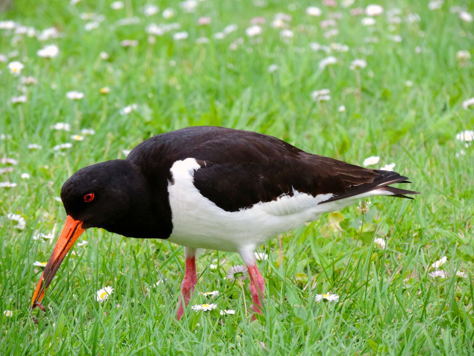 Nikon Coolpix P520 sample photo. Oystercatcher, watt bird, water photography