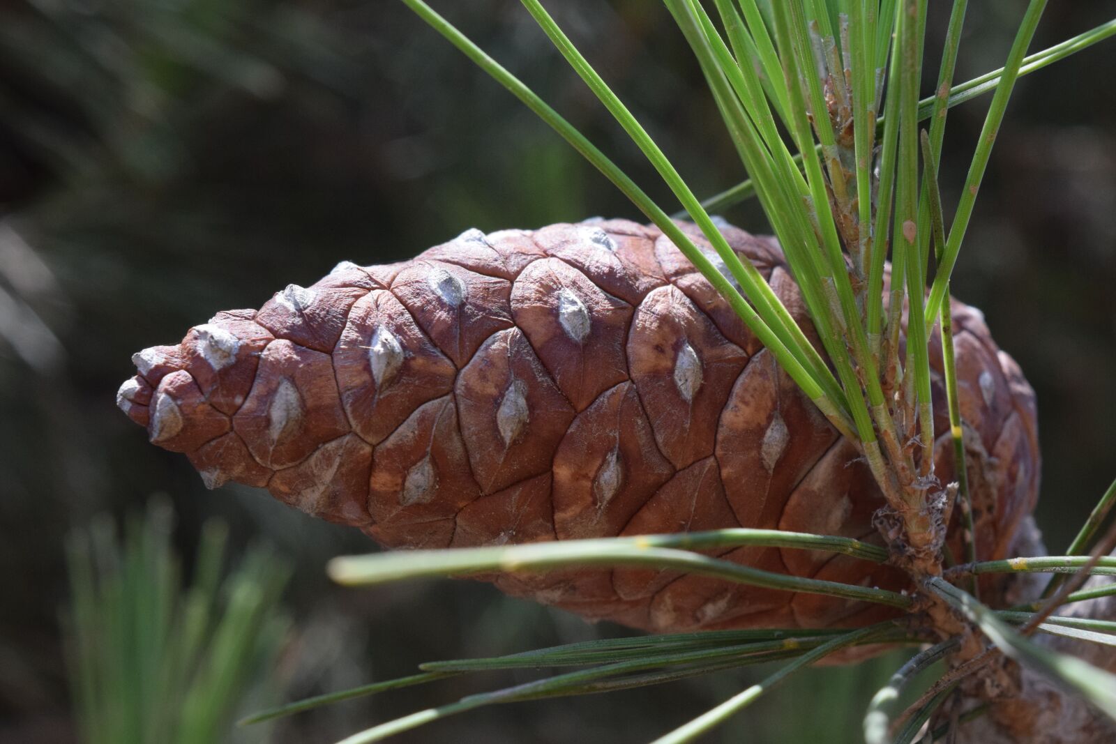 Nikon D3300 sample photo. Pine, tap, pine cones photography