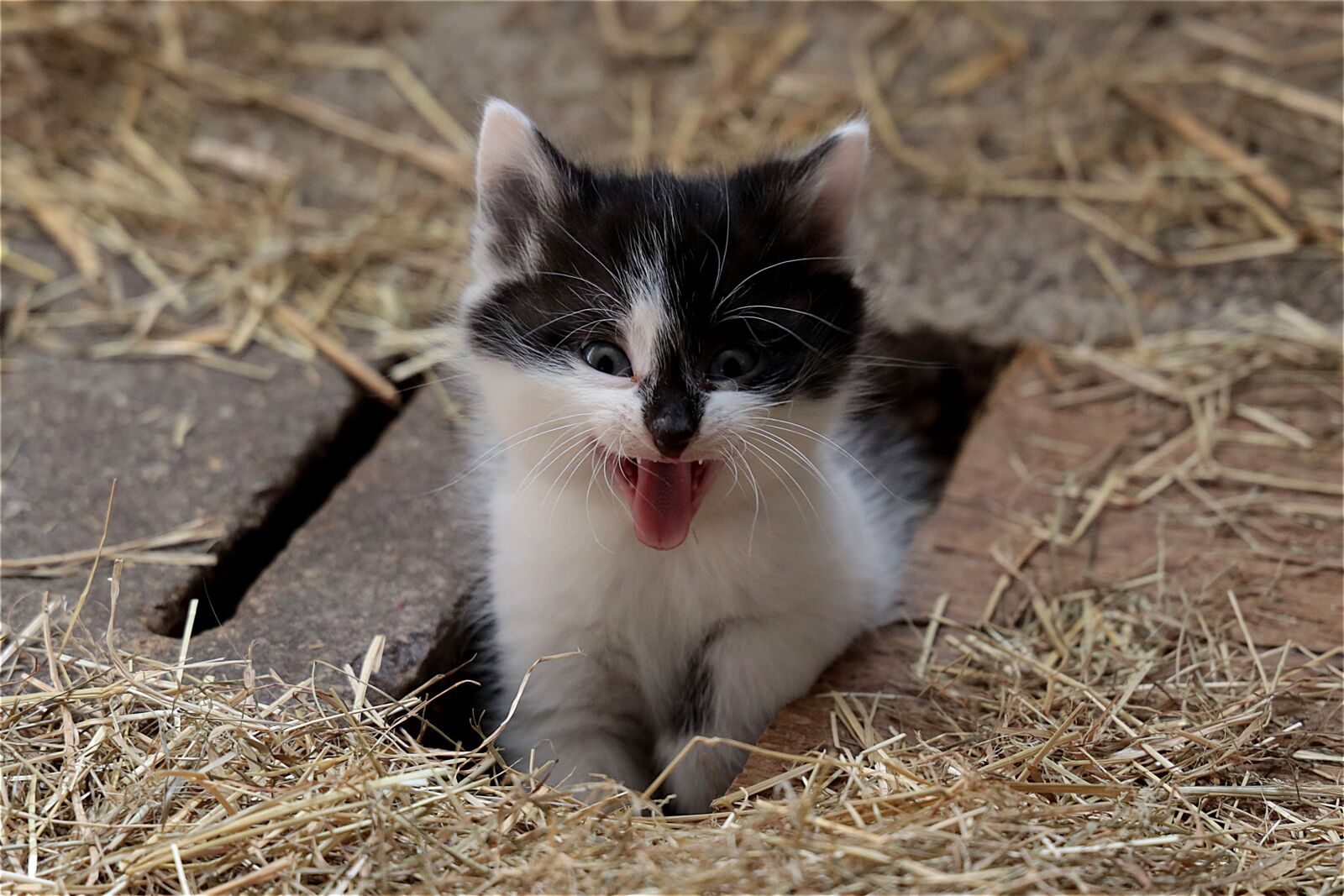 Canon RF 24-105mm F4L IS USM sample photo. Kitten, young, domestic cat photography