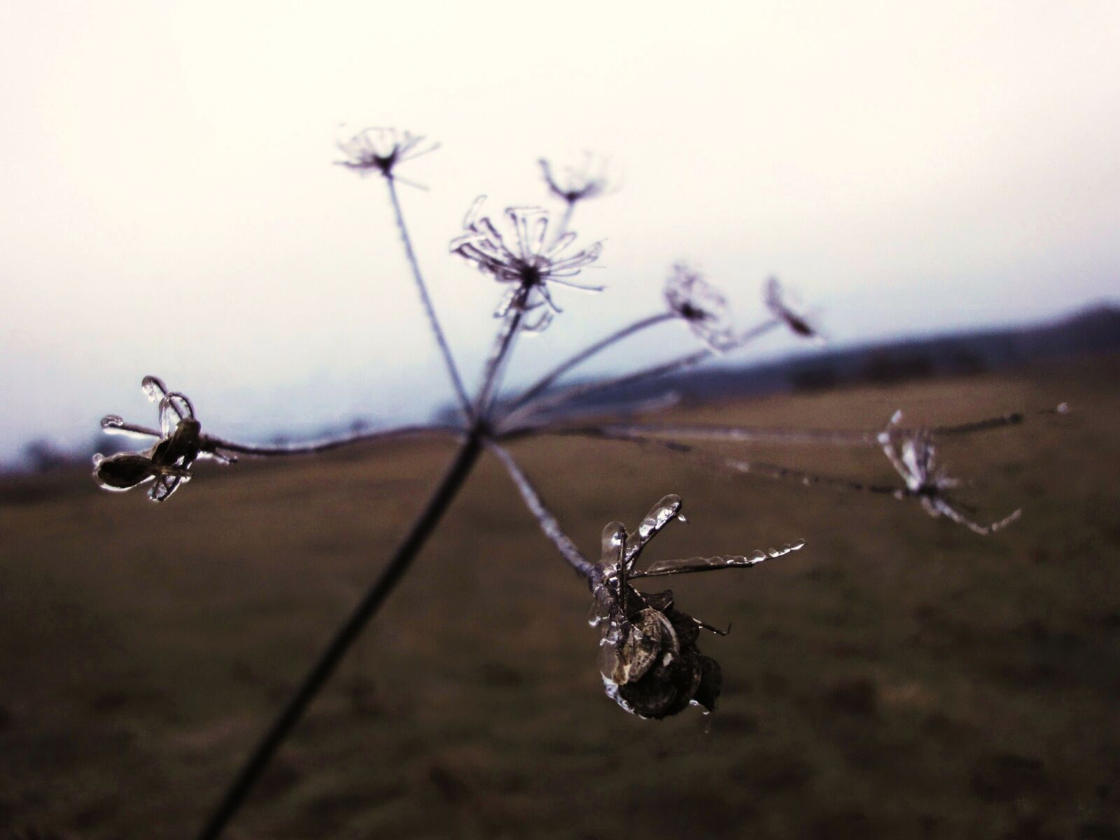 Sony Cyber-shot DSC-WX1 sample photo. Ice, light, plant, shine photography