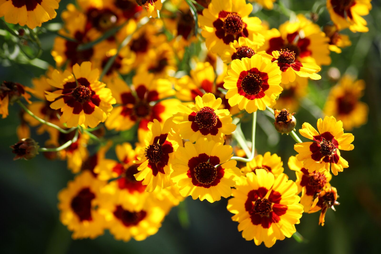 Canon EOS 1200D (EOS Rebel T5 / EOS Kiss X70 / EOS Hi) sample photo. Flowers, nachy ek lancetowaty photography