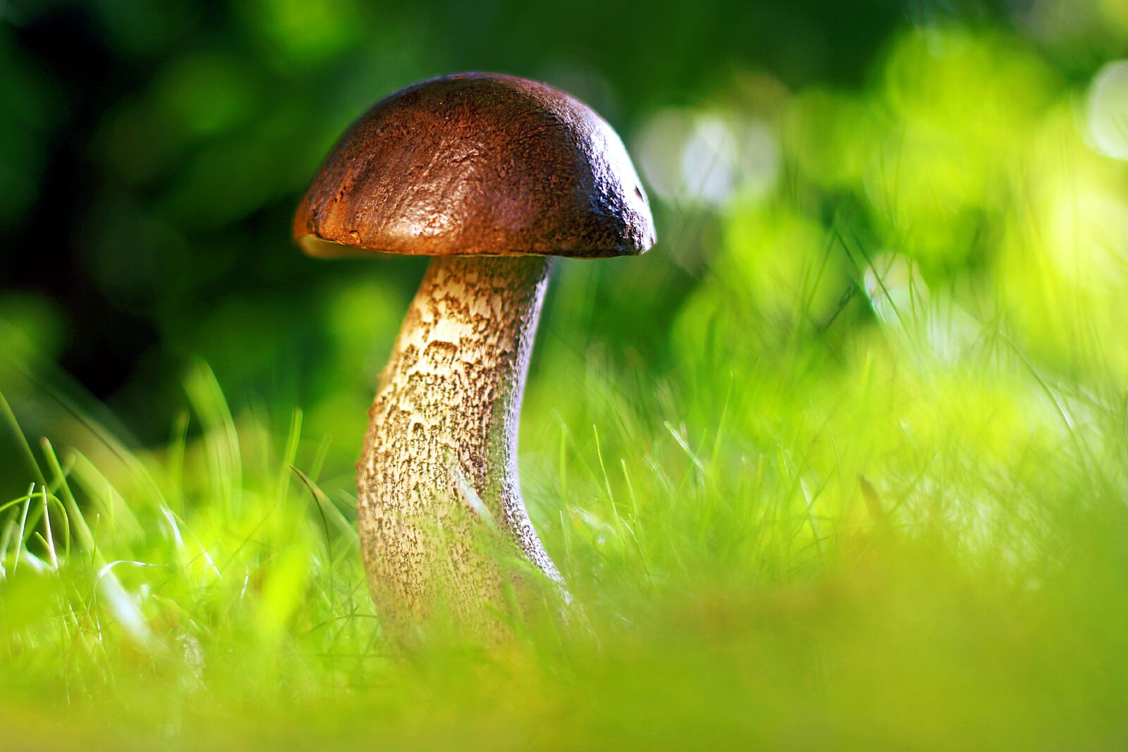 Canon EOS 700D (EOS Rebel T5i / EOS Kiss X7i) sample photo. Mushroom, autumn, nature photography