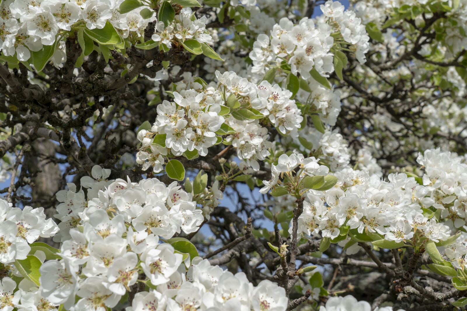 Sony FE 24-105mm F4 G OSS sample photo. Spring, flower, flowers photography