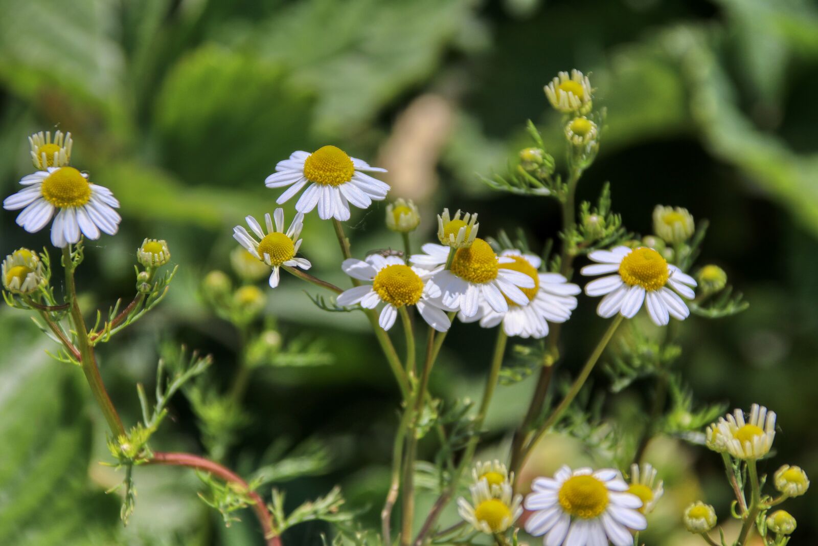 Canon EOS 80D sample photo. Chamomile tea, chamomile, herbal photography