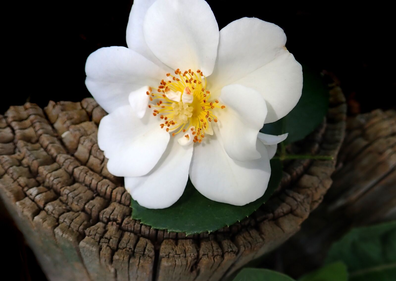 Olympus TG-5 sample photo. Rose, white, fragrant photography