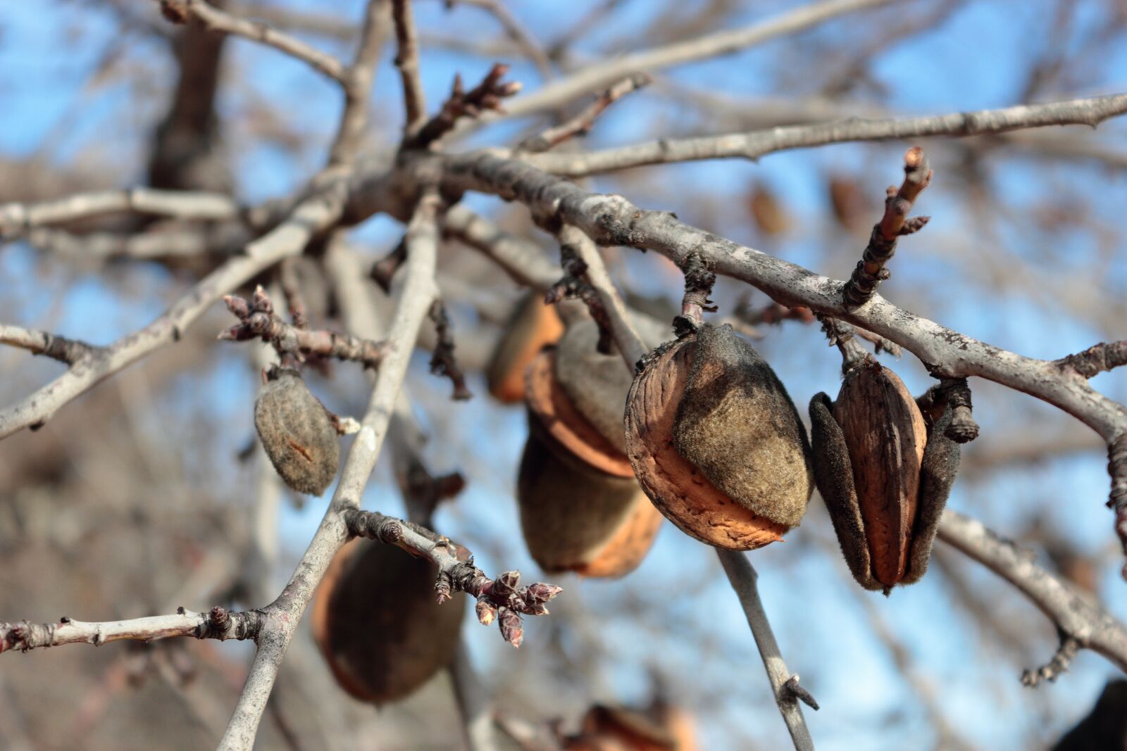 Canon EOS 1200D (EOS Rebel T5 / EOS Kiss X70 / EOS Hi) sample photo. Almonds, almond tree, tree photography