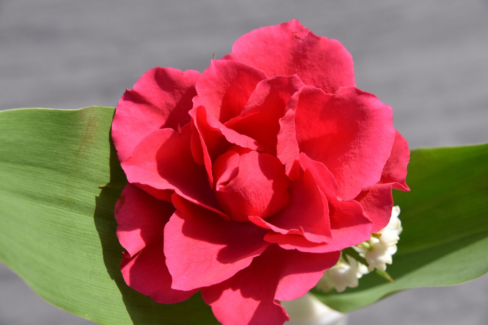Nikon D5600 sample photo. Flower, nature, plant photography