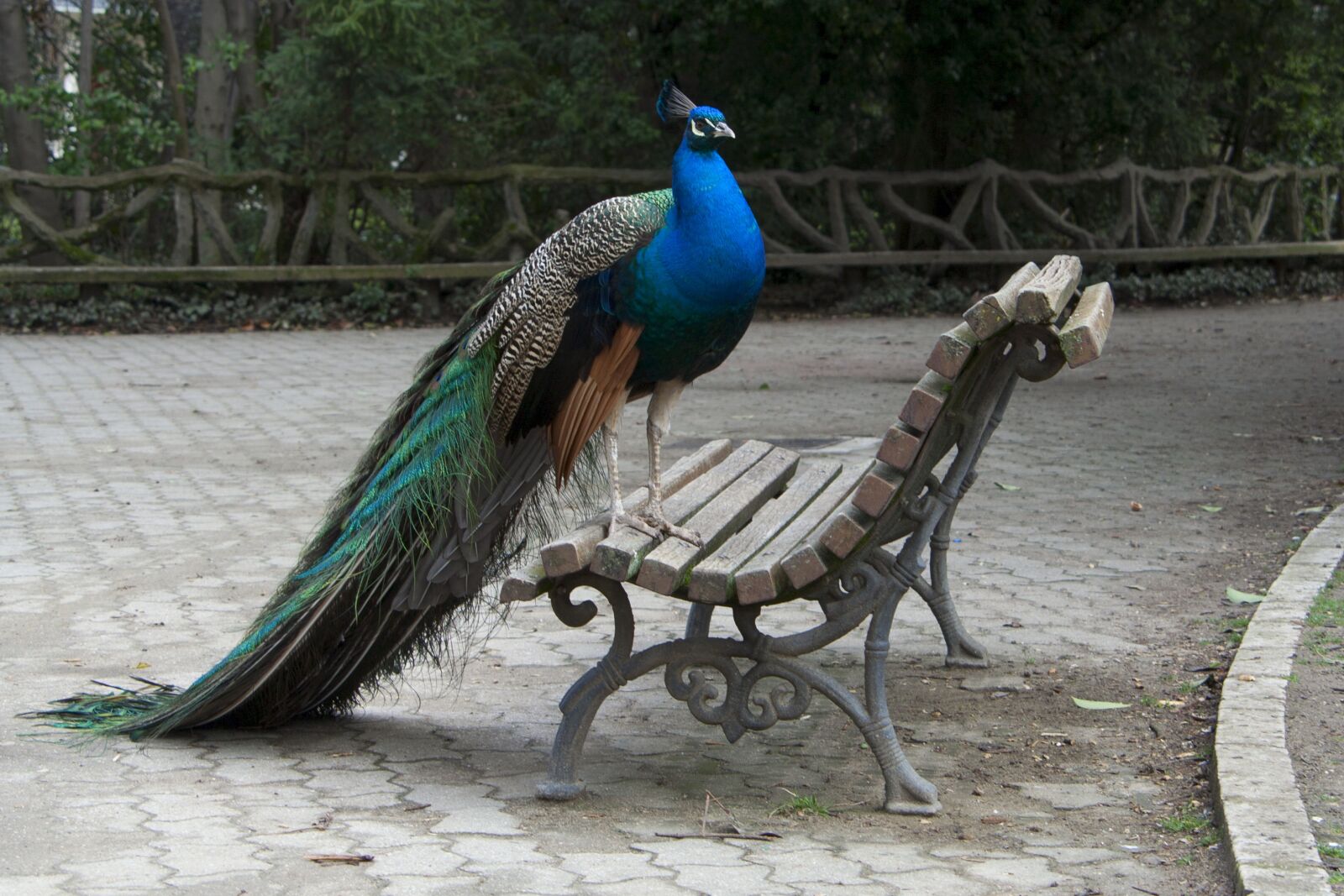 Canon EOS 350D (EOS Digital Rebel XT / EOS Kiss Digital N) sample photo. Peacock, fauna, nature photography