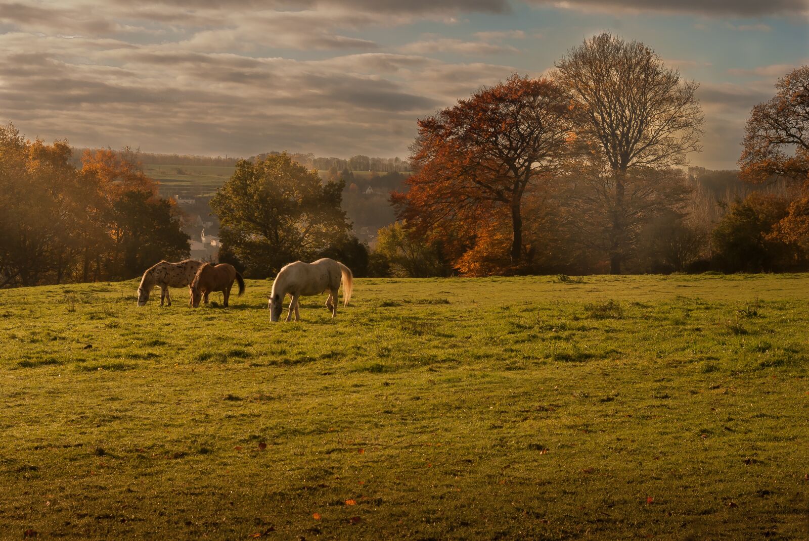 Nikon D80 sample photo. Landscape, nature, horses photography