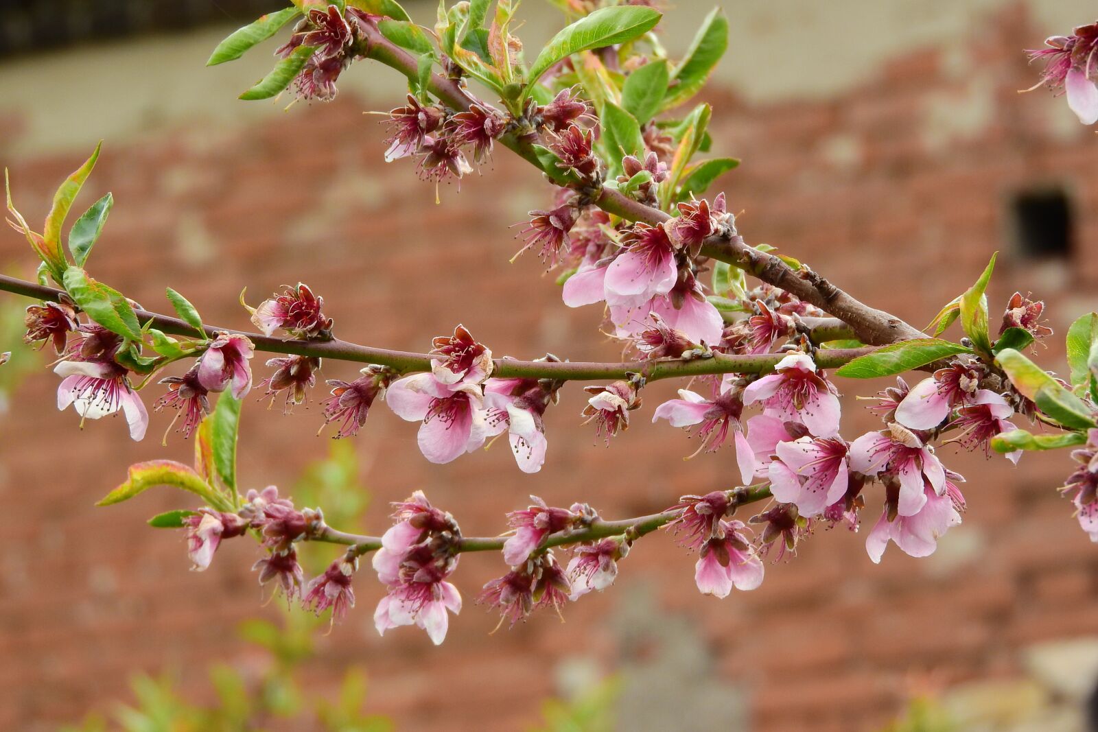 Nikon Coolpix P610 sample photo. Peach, the peach tree photography