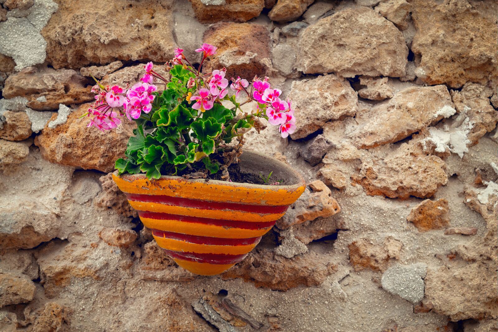 Nikon D3300 sample photo. Still life, flowers, flowerpot photography
