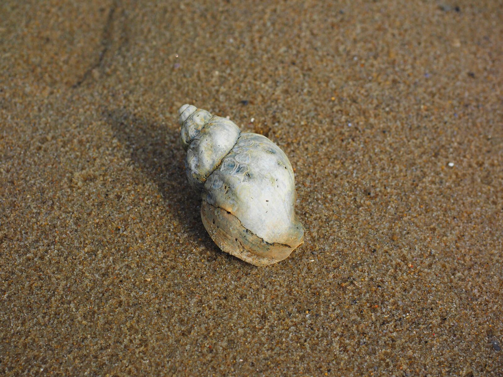 Olympus OM-D E-M1 + Olympus M.Zuiko Digital ED 12-40mm F2.8 Pro sample photo. Whelk, snail, animal photography