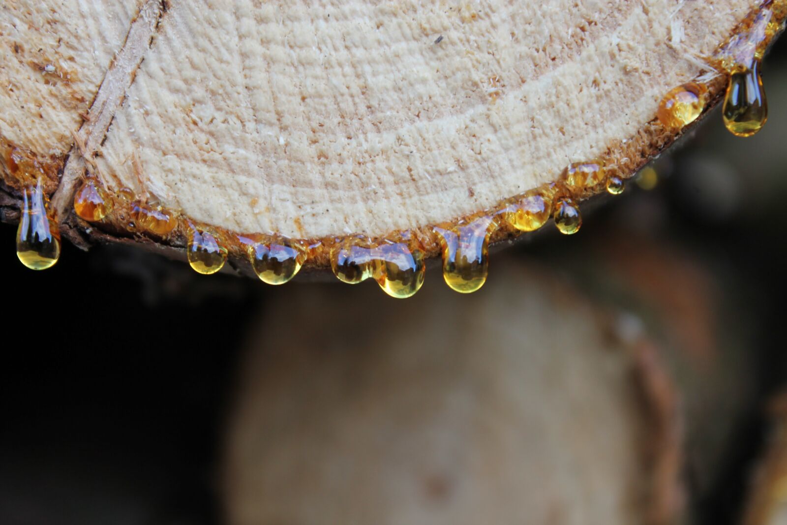 Canon EOS 1100D (EOS Rebel T3 / EOS Kiss X50) sample photo. Close up, background, nature photography