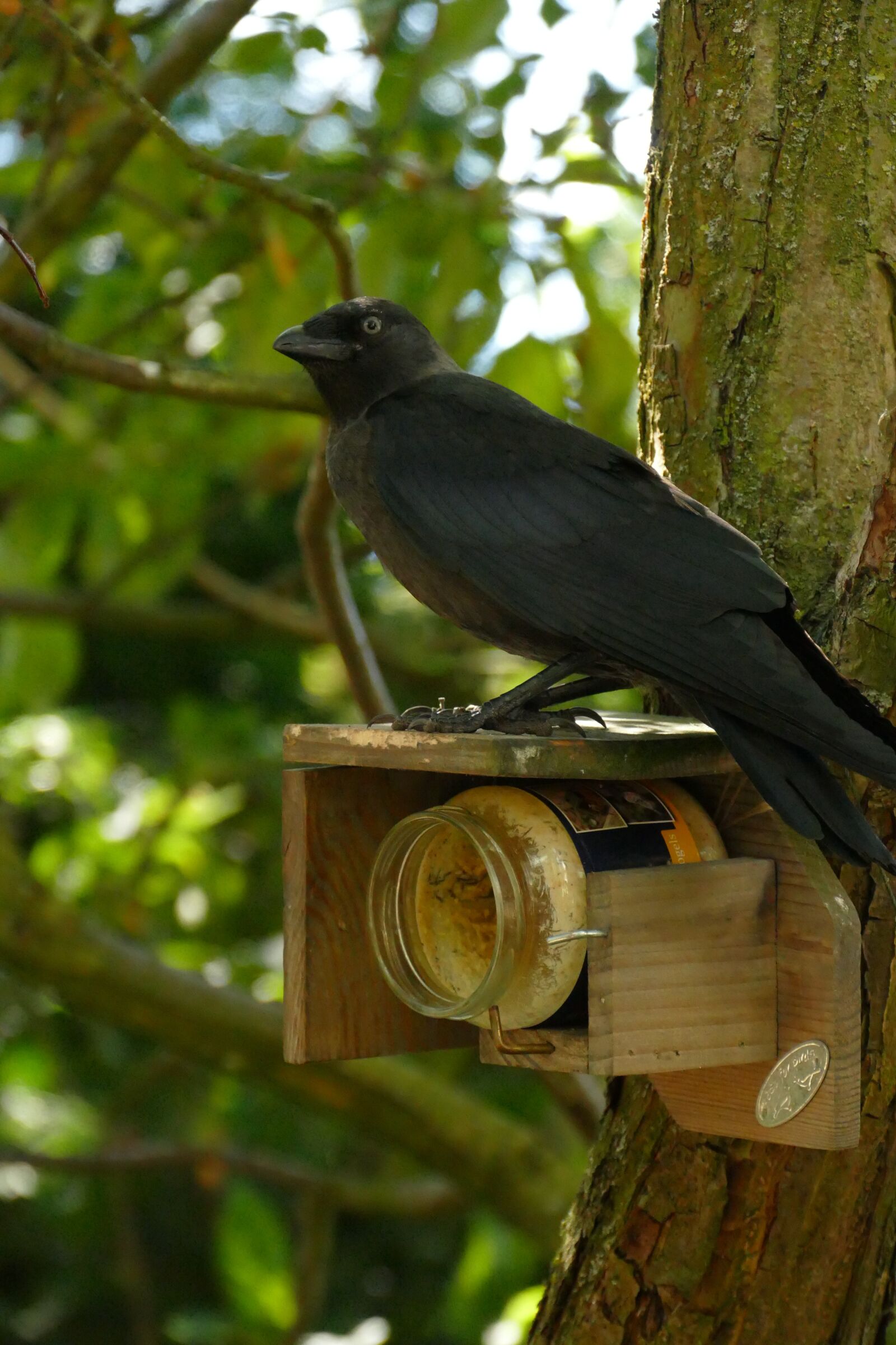 Panasonic Lumix DMC-FZ1000 sample photo. Jackdaw, coloeus monedula, crow photography