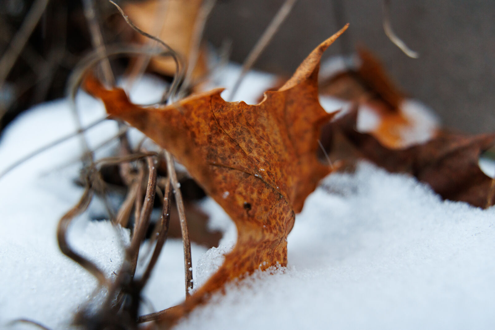 Tamron 11-20mm F2.8 Di III-A RXD sample photo. Leaf in snow photography
