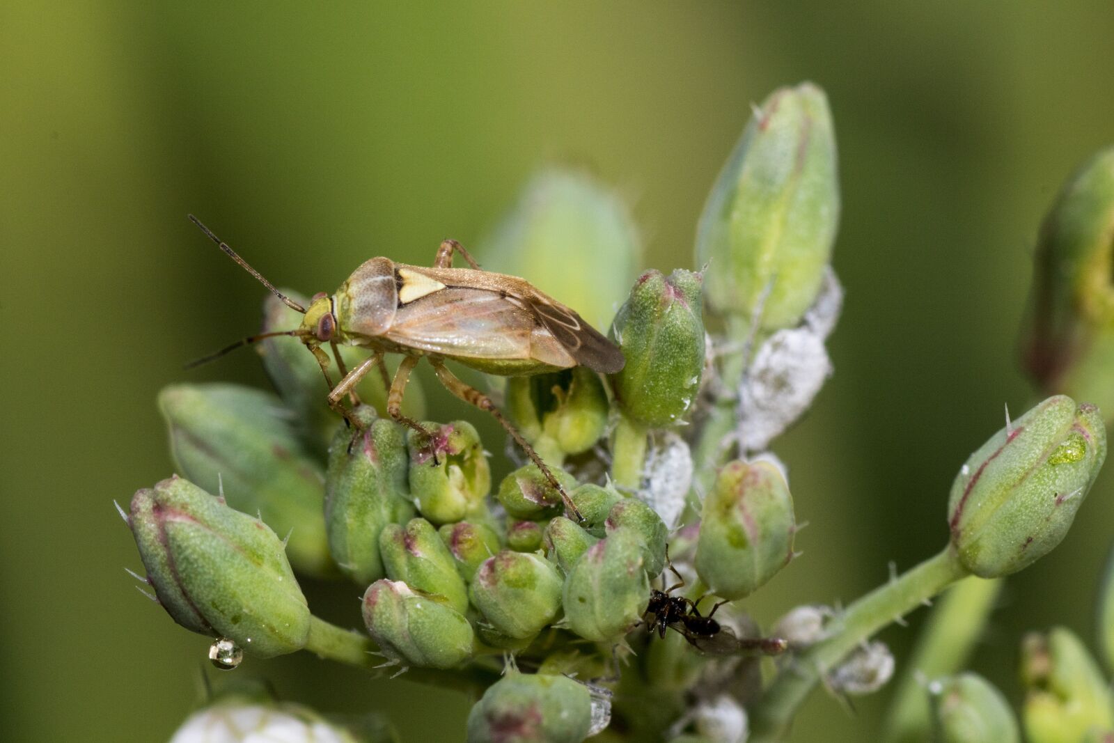 Canon EOS 7D Mark II sample photo. Leaf bug, ant, aphids photography