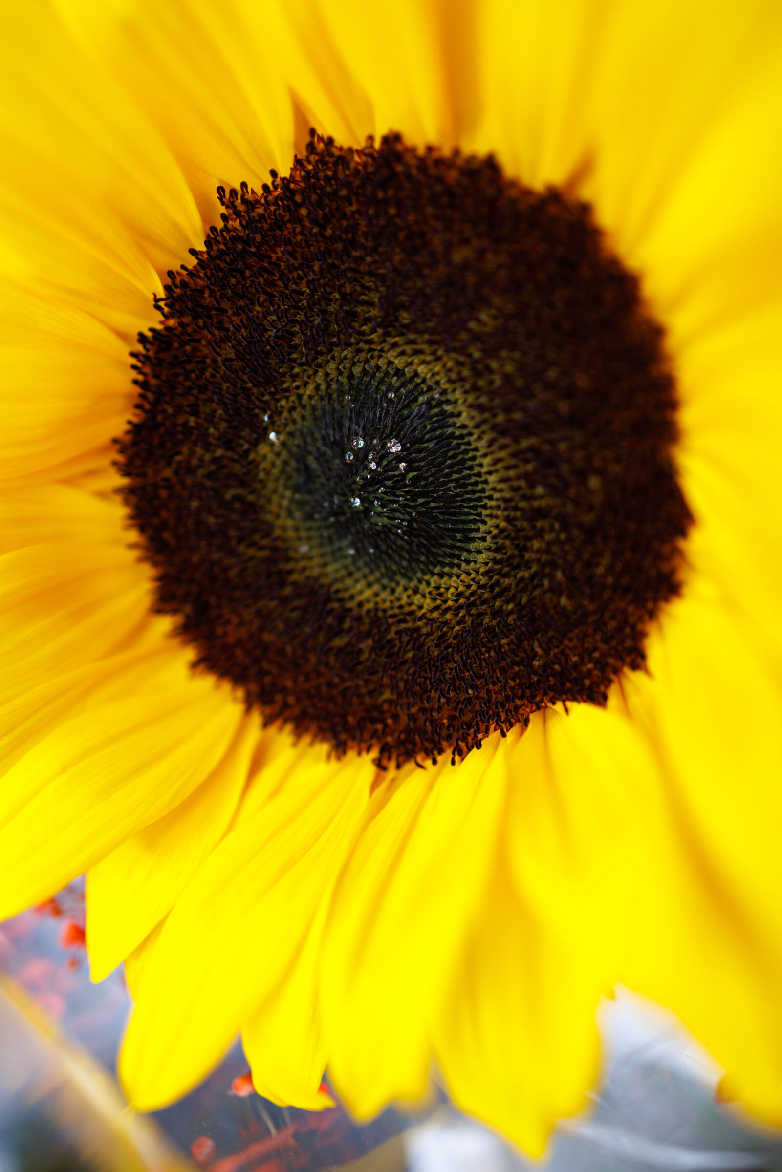 Canon EOS R5 sample photo. Sunflower droplets photography