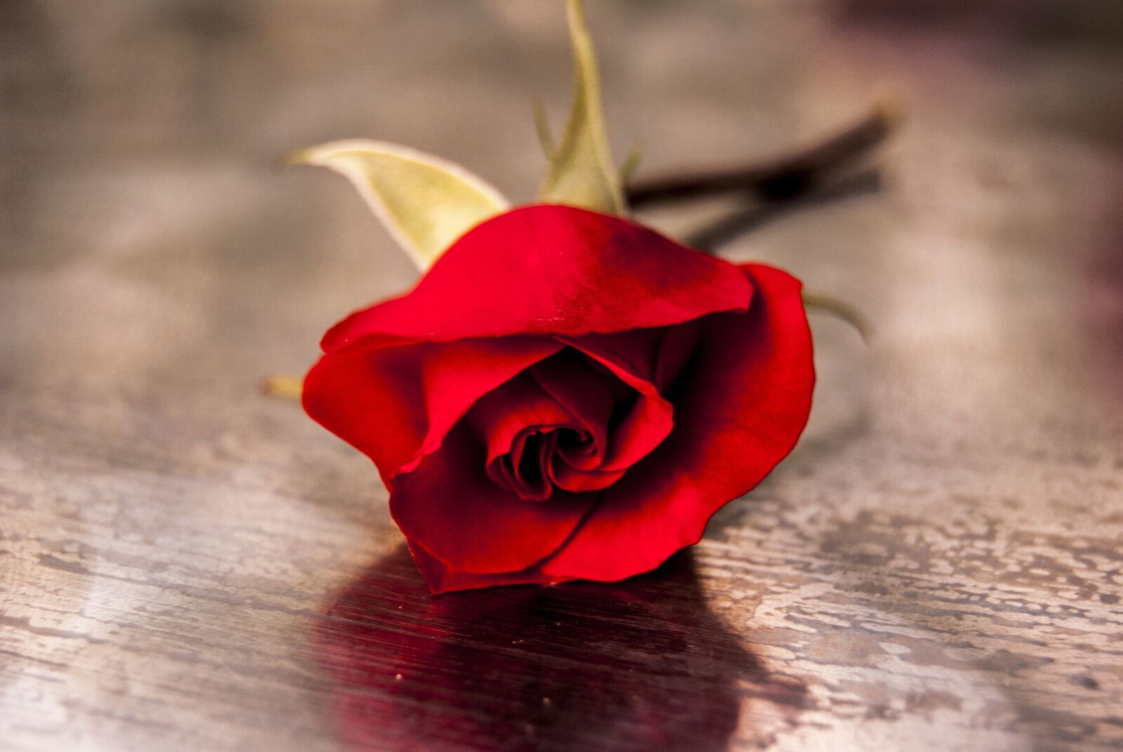 Nikon D3000 sample photo. Flower, rosa, flowers photography