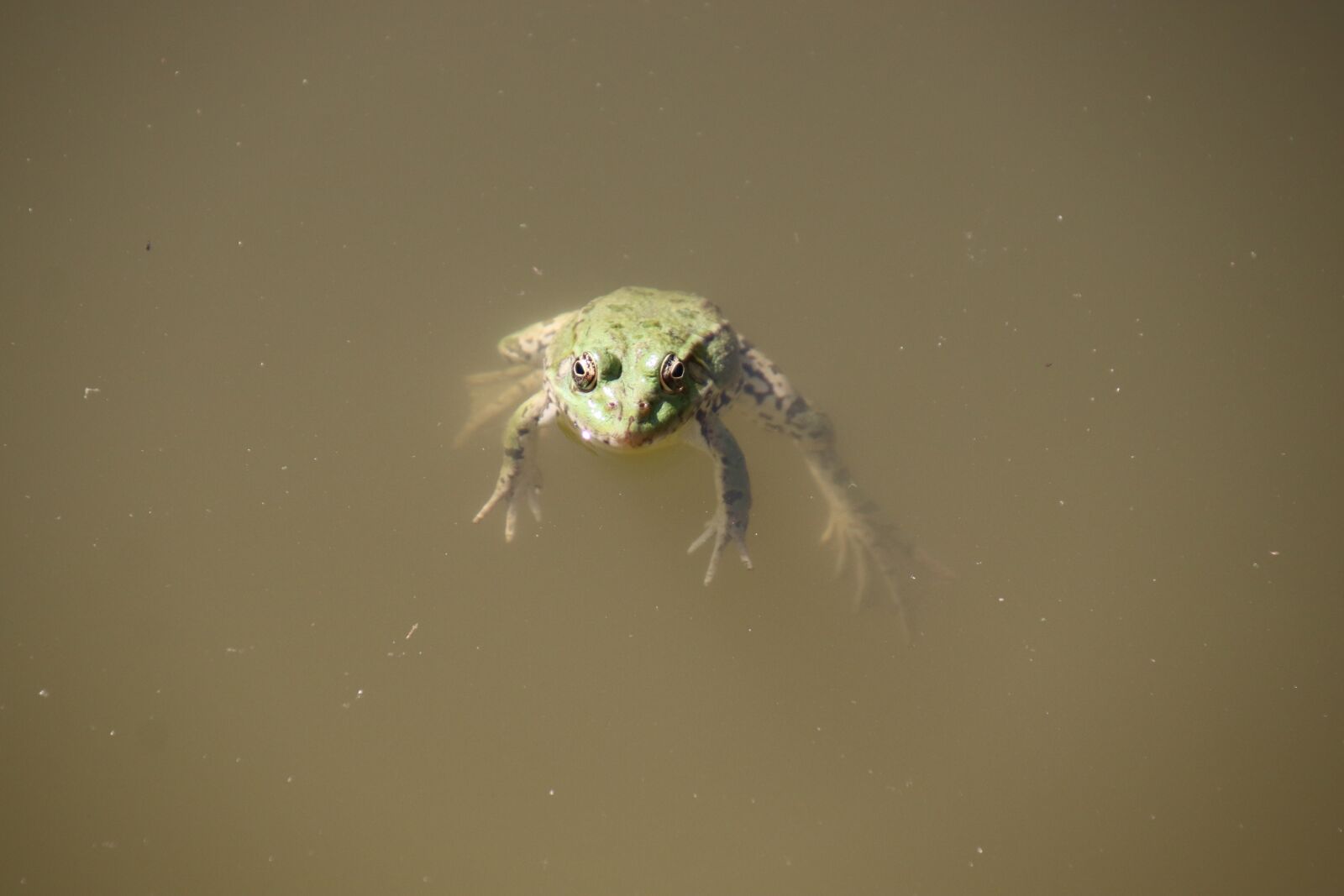Canon EOS 800D (EOS Rebel T7i / EOS Kiss X9i) sample photo. Frogs, amphibians, pond photography