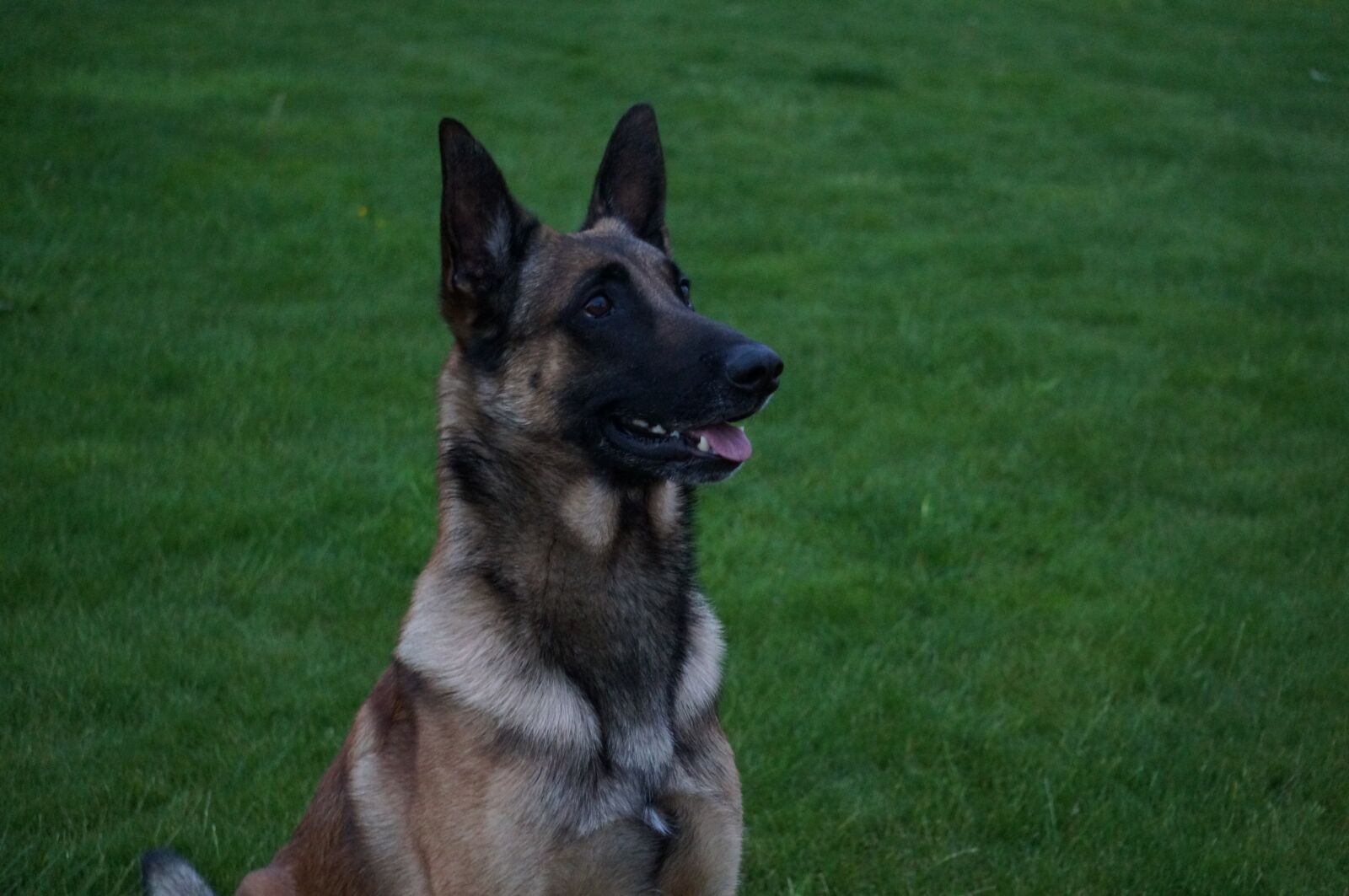 Sony Alpha NEX-6 sample photo. Dog, alert dog, obedient photography