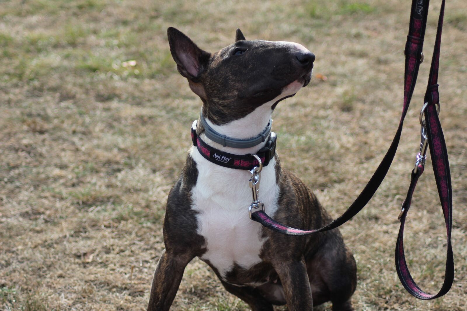Canon EOS 1200D (EOS Rebel T5 / EOS Kiss X70 / EOS Hi) sample photo. Dog, inmate, a friend photography