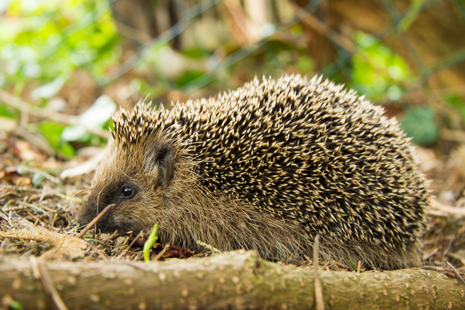 Canon EF-S 17-85mm F4-5.6 IS USM sample photo. Hedgehog, forest, animal photography
