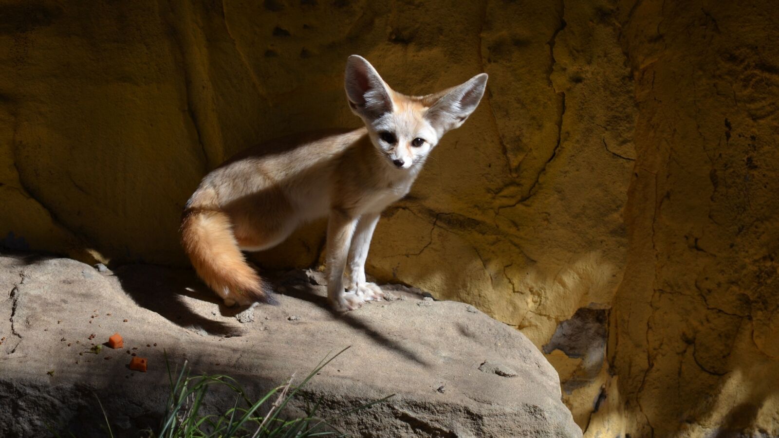 Nikon D5100 sample photo. Fennec, fox, zoo photography