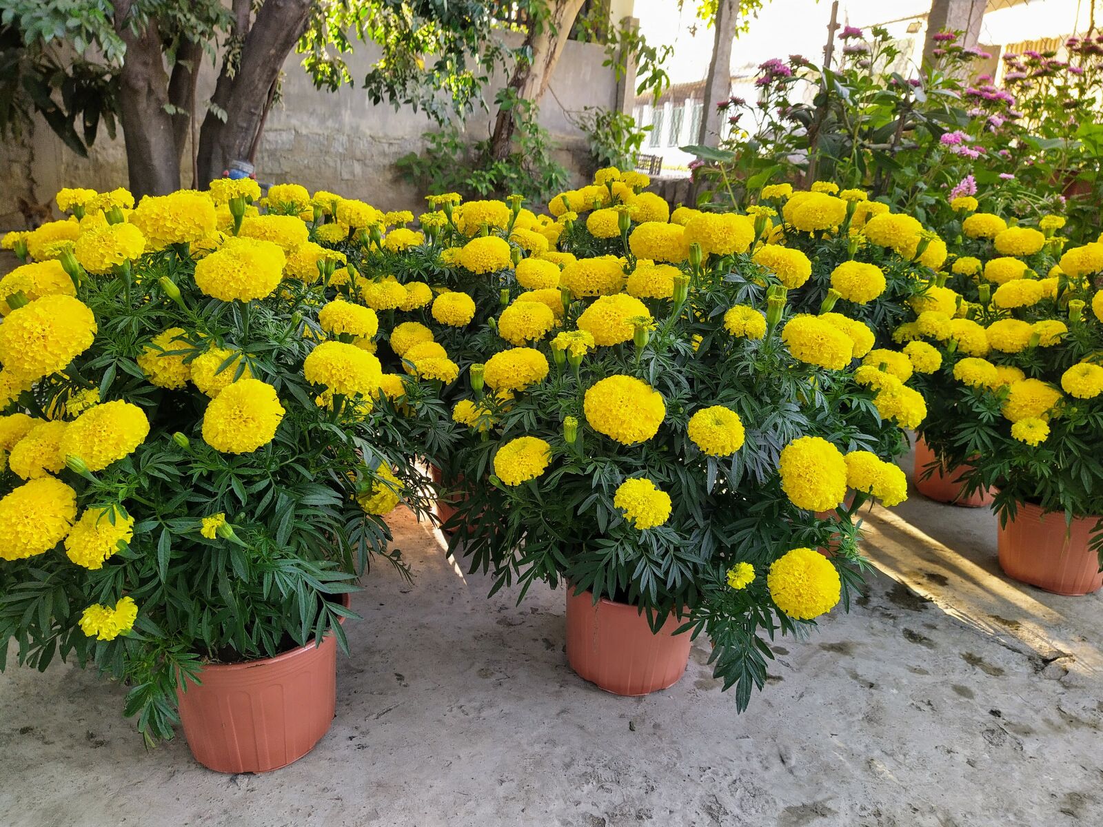 HMD Global Nokia 7.2 sample photo. Cotton marigold, marigold festival photography