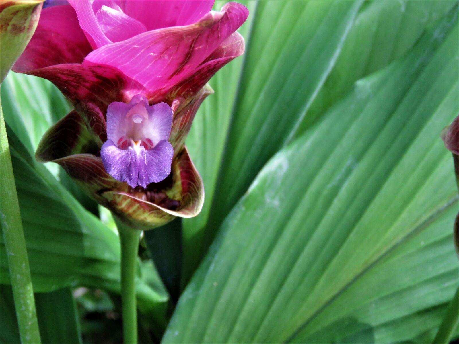Canon PowerShot SX60 HS sample photo. Bloom, colorful, blue photography