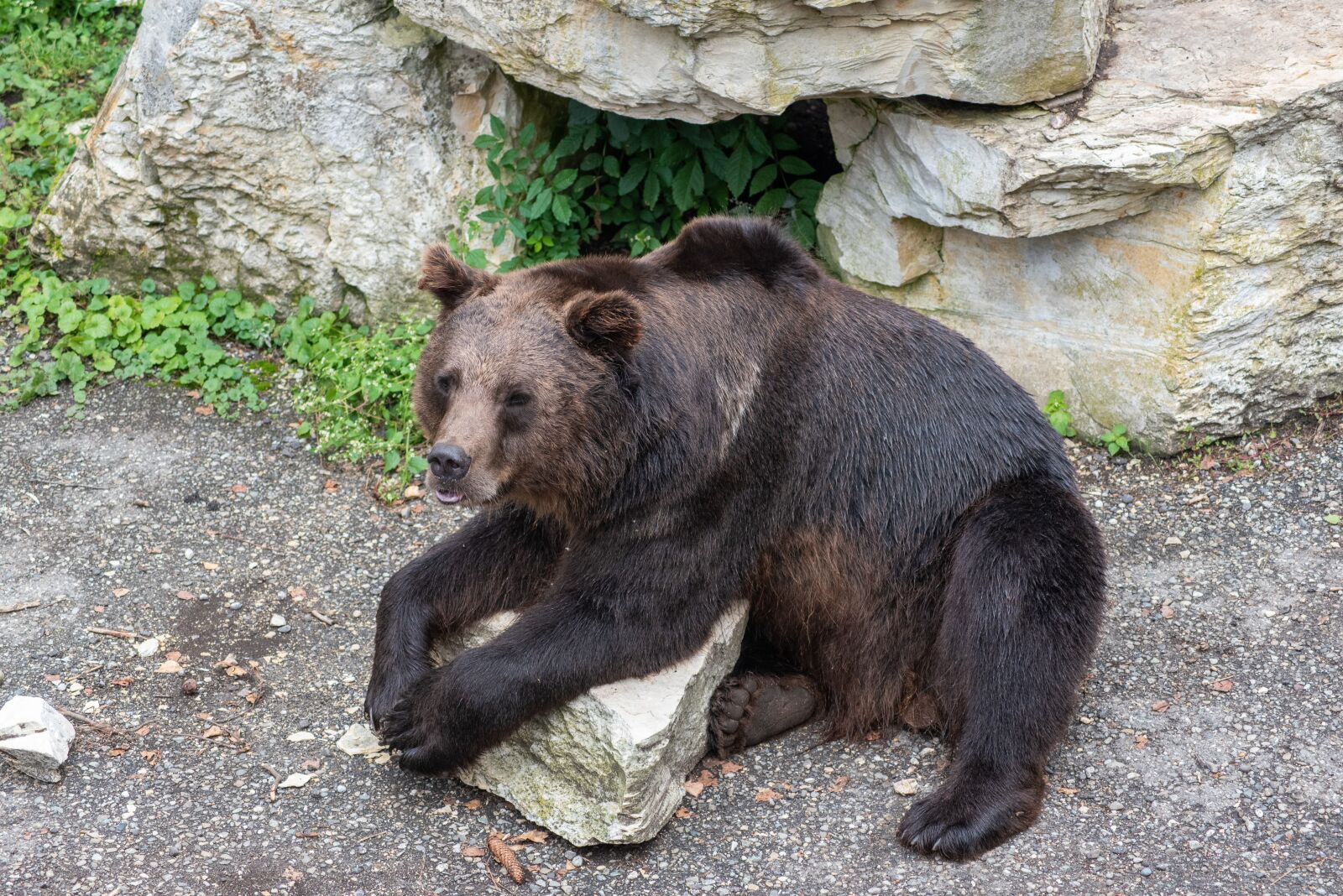 Nikon D750 sample photo. Bear, animal, dangerous photography