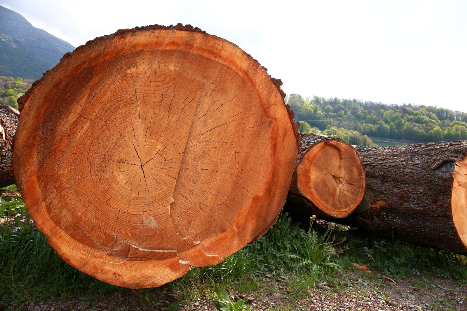 Canon EOS 5D Mark III sample photo. Trunks, trees, tree trunk photography