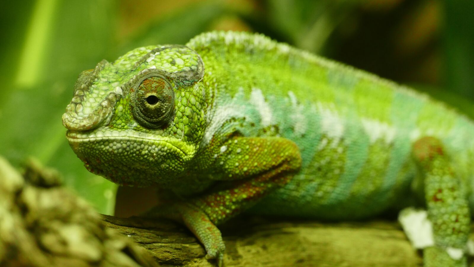 Panasonic Lumix DMC-FZ1000 sample photo. Wild, animal, chameleon photography