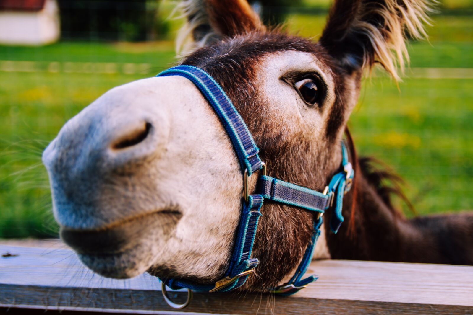 Canon EOS 650D (EOS Rebel T4i / EOS Kiss X6i) sample photo. Donkey, close up, eye photography