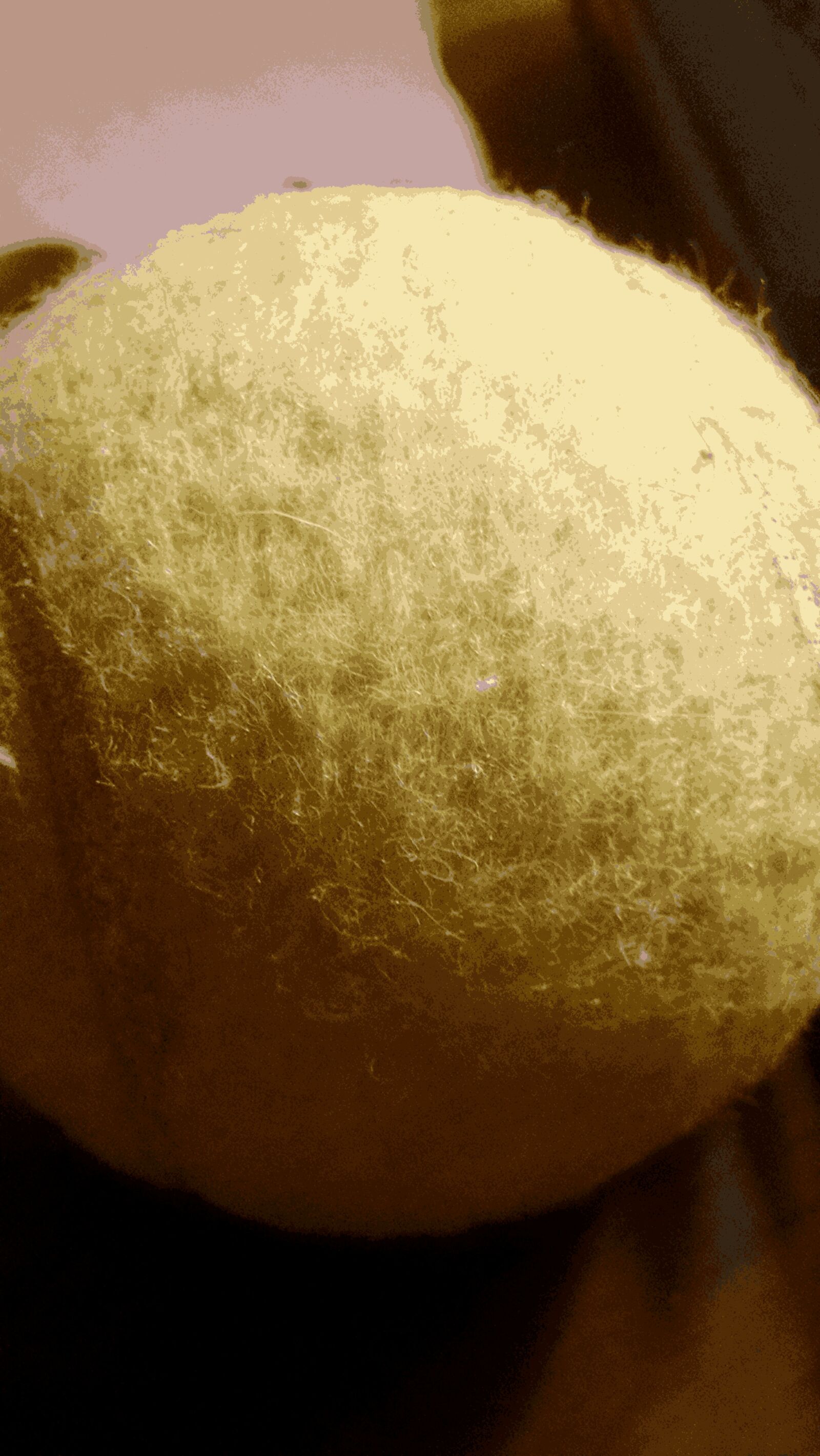 Motorola Moto X (1st Gen) sample photo. Ball, night, sport, tennis photography