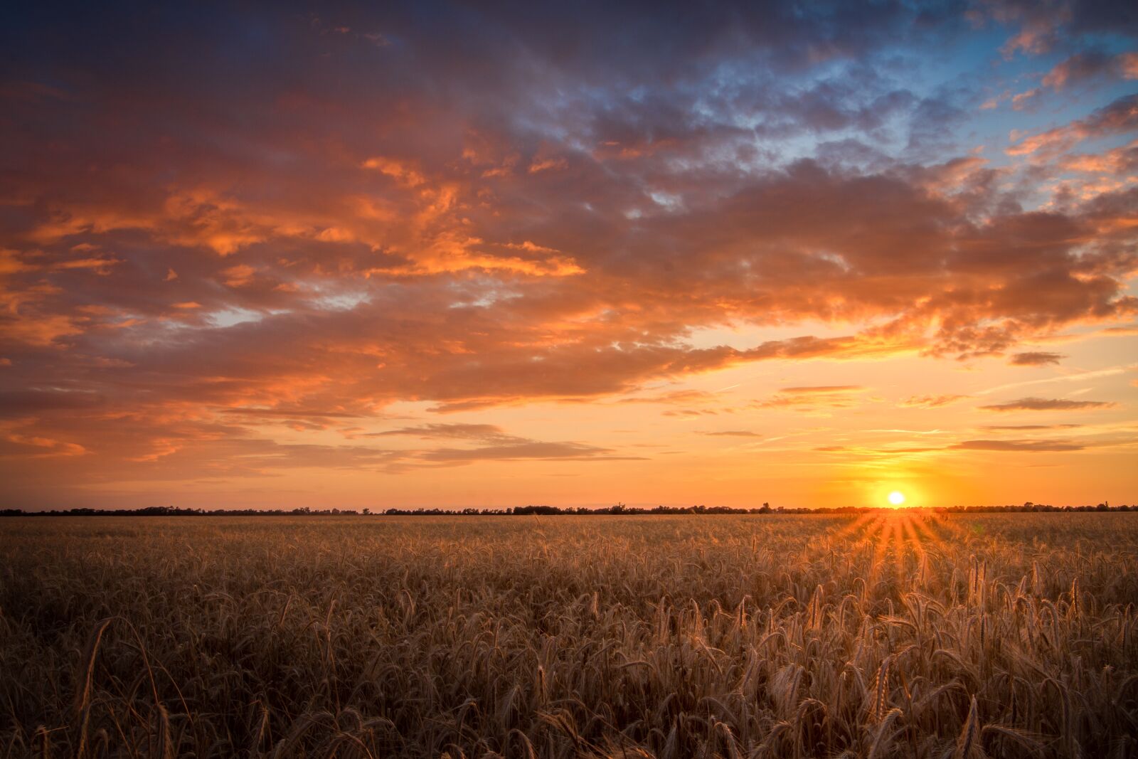 Tokina AT-X 16-28mm F2.8 Pro FX sample photo. Field, sunset, cereals photography