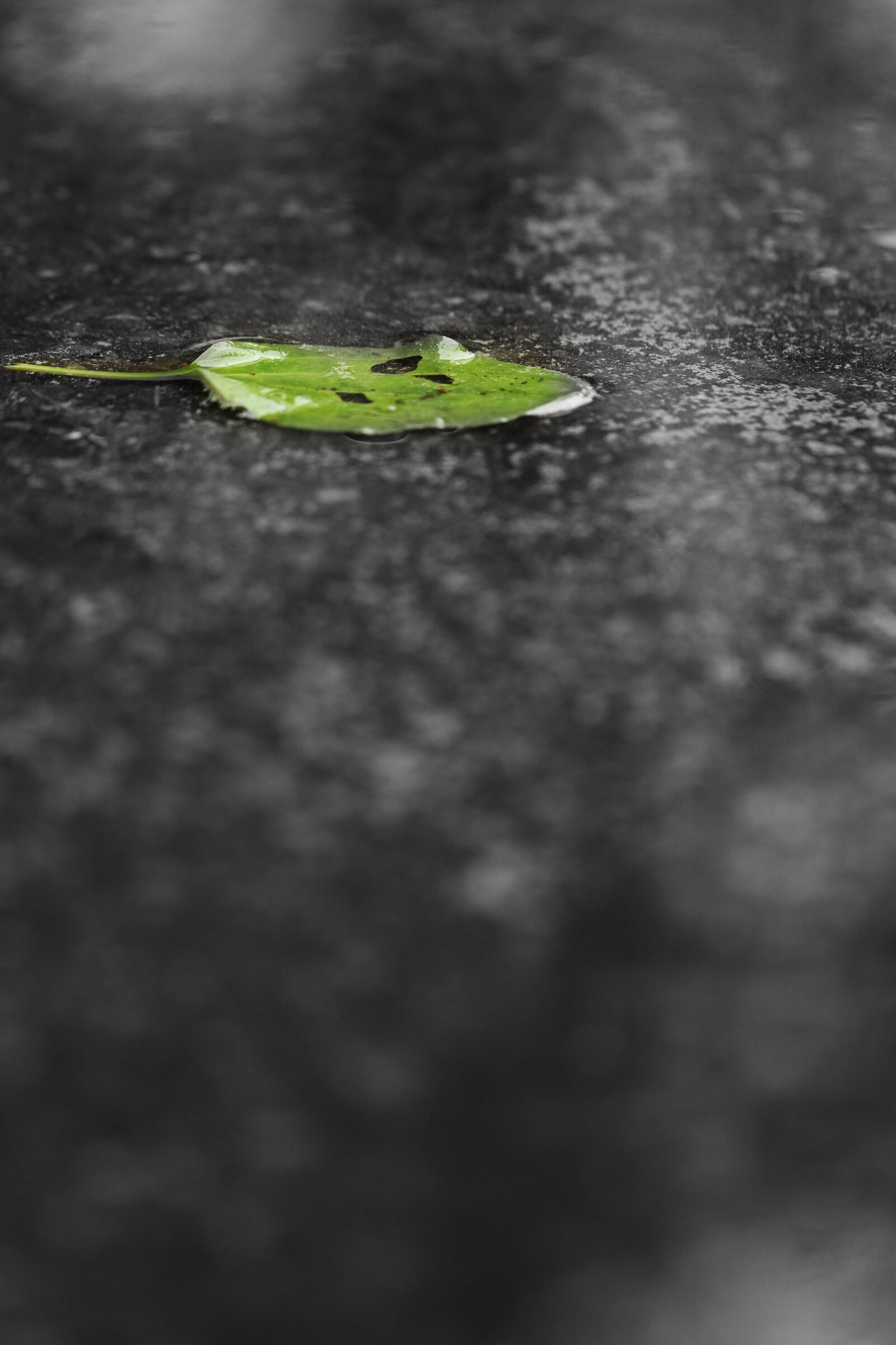 Canon EOS 7D Mark II sample photo. Leaf, green, rain photography