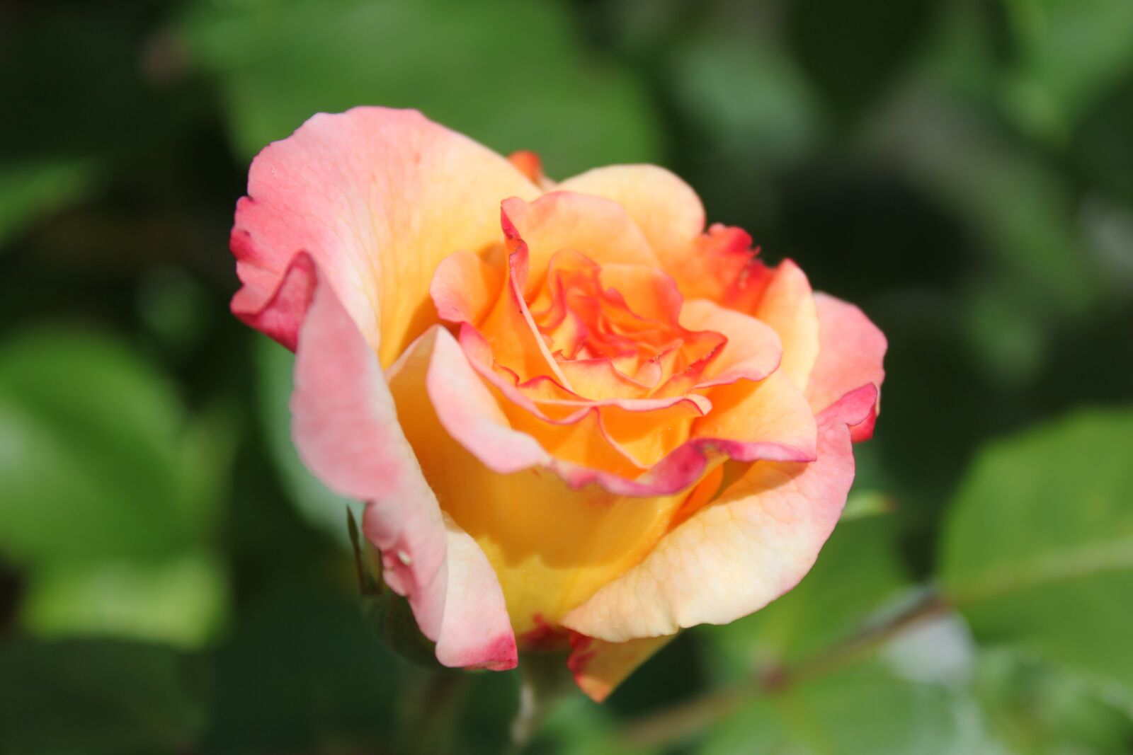 Canon EOS 500D (EOS Rebel T1i / EOS Kiss X3) sample photo. Rose, garden, flower photography