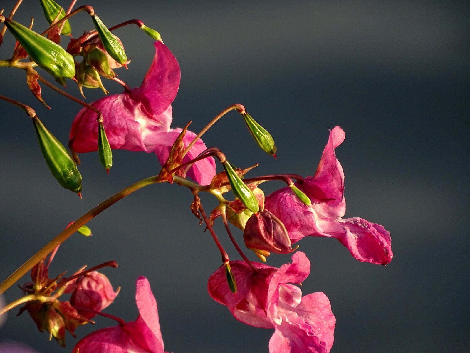 Sony Cyber-shot DSC-HX400V sample photo. Balsam, pink, indian springkraut photography