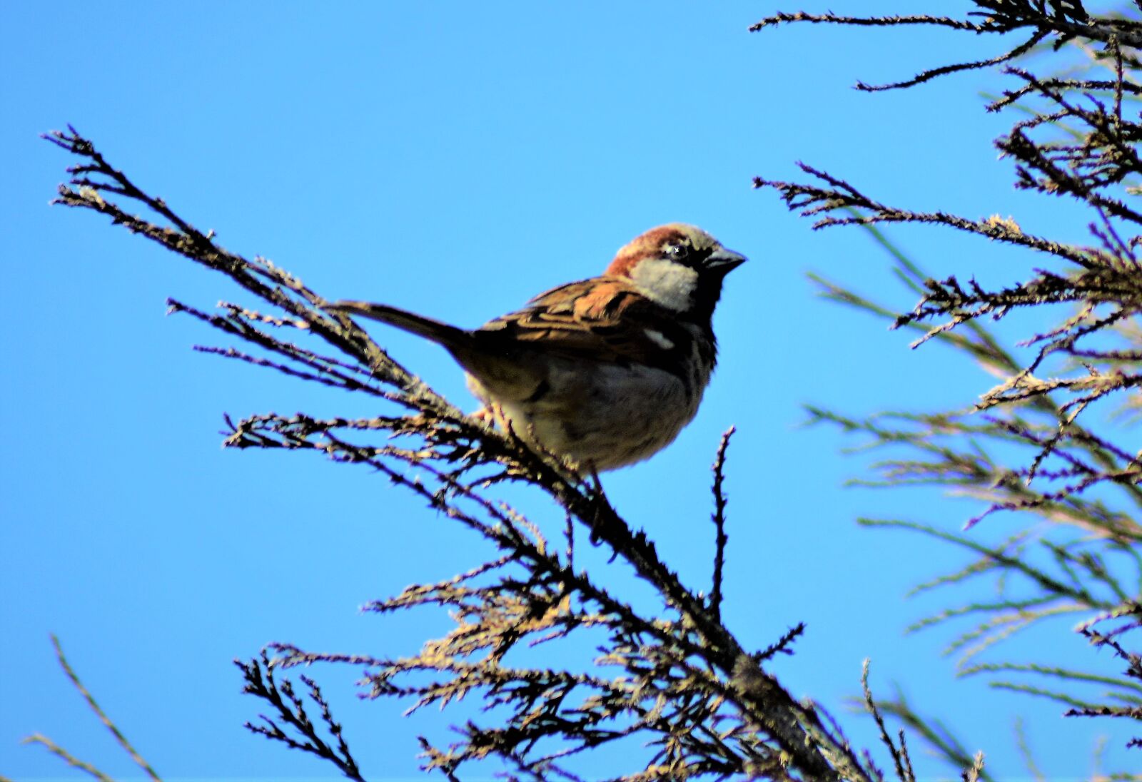Nikon D5200 sample photo. Bird, sparrow, grasshopper photography