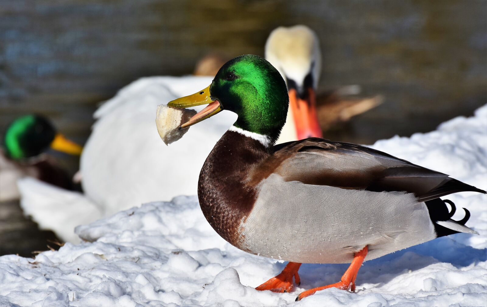 Nikon D7200 sample photo. Duck, drake, water bird photography
