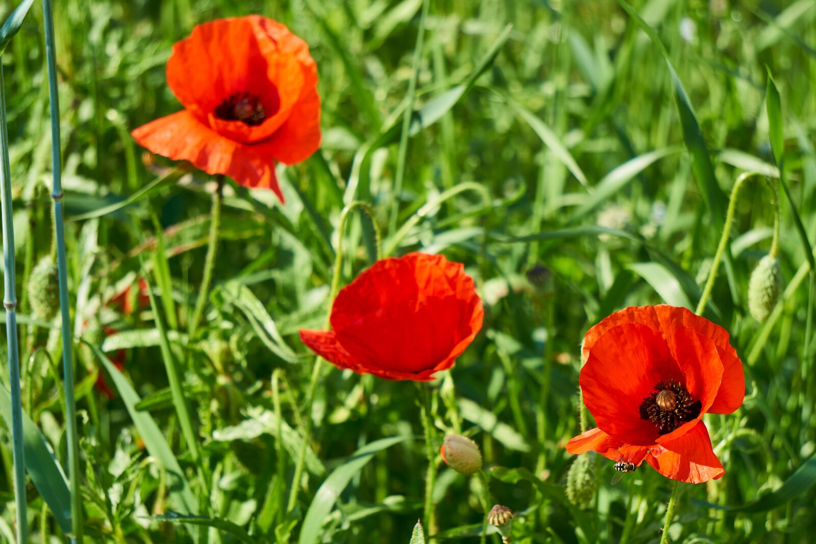 Sony E 55-210mm F4.5-6.3 OSS sample photo. Klatschmohn, plant, flower photography