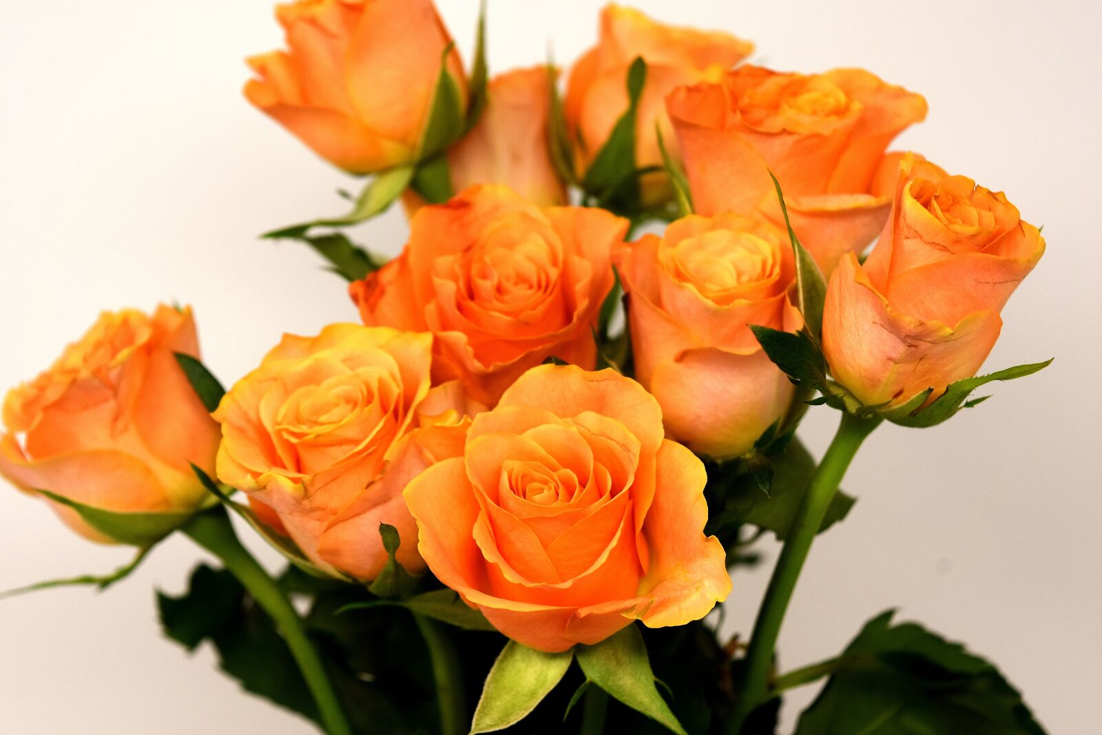 Nikon D7200 sample photo. Roses, flowers, blossom photography
